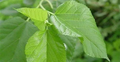 防治豬病有妙招 16種天然植物樹葉與提取物助力健康養(yǎng)殖