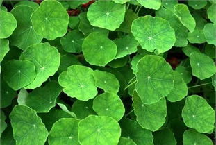 秦嵐直言“上鏡女星其實都不好看”，植物提取物揭示鏡頭下的審美扭曲