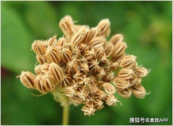 老國(guó)貨膚美靈洗面奶 價(jià)格親民卻功效非凡，植物提取物不輸大牌