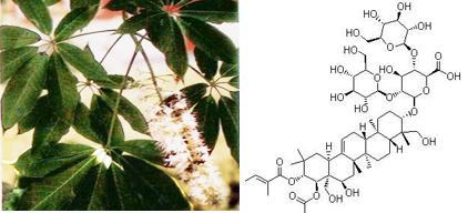 娑羅子提取物 天然香料與七葉皂苷的多功能應(yīng)用